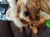 Yorkie for sale