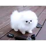 White Teacup Pomeranian Puppies
