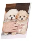 Teacup toy akc poodle puppies