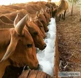 Strong and healthy cattle for sale