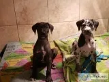 Great Dane Puppies Available