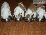Cute English bulldogs puppies