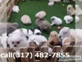 adopt--Pomeranian  puppies