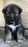Puppy for sale