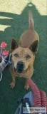 Free Female Dog