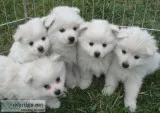 Mini American Eskimo Puppies for sale