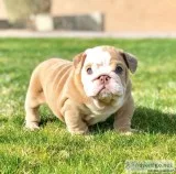 Beautiful Exotic English And French  Bulldog Puppies Available N
