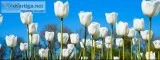 Commercial Lawn Maintenance Dallas Mckinney