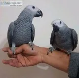 African grey parrots