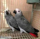 Gorgeous african grey parrots 4 sale