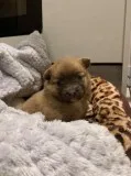 Very playful and loving puppy