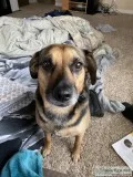 Older dog that&rsquos needs a home