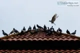 Bird and Nest Removal Services in phoenix Arizona