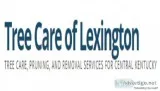 Tree Removal Lexington KY