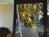 palm