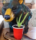 Jake s fun plants