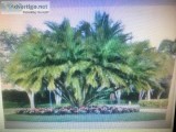 SENEGAL DATE PALM TREE  35-50