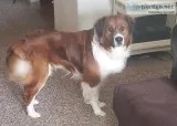 FREE Australian Shephard Mix