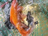 Butterfly  and Regular  Koi Fish
