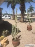 Cactus yard ornaments pots..