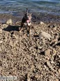 Purebred American Bulldog