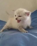 bengal kittens for sale online
