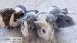 Baby Guinea Pig