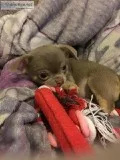 quality long coat chocolate chihuahua