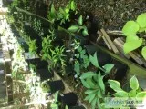 Hosta Plants