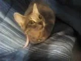 2 cats and a dog