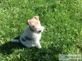 Wire Hair Fox Terrier for sale