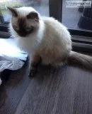 Rag doll for sale