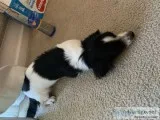 Maltese mix