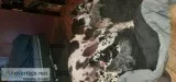 Great dane puppies