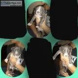 3 female blue nose