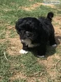 Teddy Bear Puppy (Male)