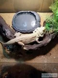 3 Awesome Dragons
