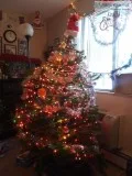 Christmas tree for sale in Denver Colorado area.