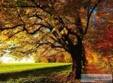 Hillcrest Funerals and Cremation