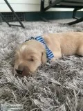 Golden Doodle Puppy