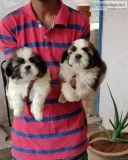 Outstanding quality shihtzu puppies available in Bangalore