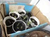 More plants