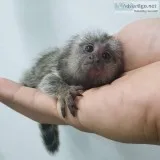 Marmoset