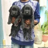Top quality Labrador apple face puppies available