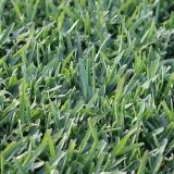 Shop for Quality Kikuyu Grass