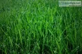 lawn service near me  emeraldlawncareinc.c om