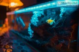 20 Gallon Fish Tank in 2020  Fishdesire