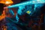 20 Gallon Fish Tank in 2020  Fishdesire