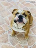 English bulldog