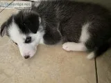 Full Siberian Husky